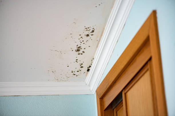 Best Mold Testing  in Salamatof, AK