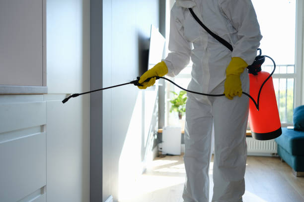 Best Attic Mold Removal  in Salamatof, AK