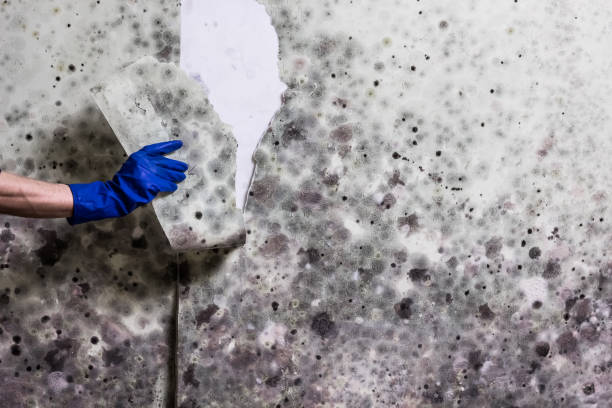 Home Mold Removal in Salamatof, AK