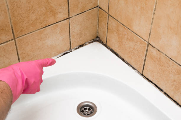 Best Mold Removal and Inspection  in Salamatof, AK